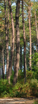 Landes de Gascogne